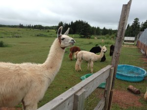 Alpaca farm‏2