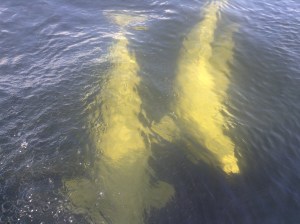 Beluga visit