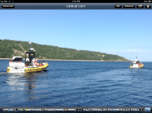 Going out to see the wales