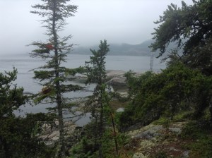 Pine trees & rocky shores‏