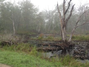 Fog in marsh on Peake Isle‏