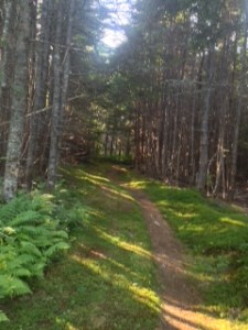 Hiking path of St. Peter's