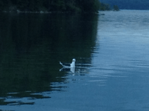 My friend the seagul‏