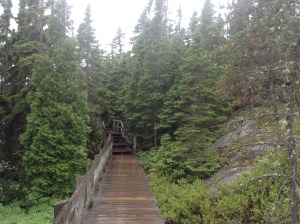 The trail through the woods‏