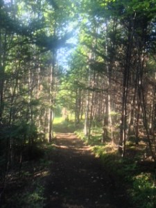 Tom's hiking trail of Battery park