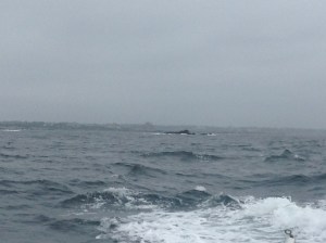 Dangerous rocks & reefs‏