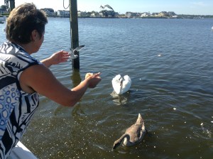 Feeding swans & birds‏