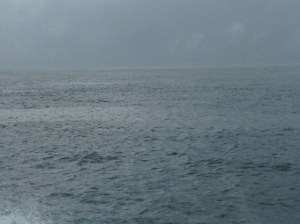 Gray above and below‏