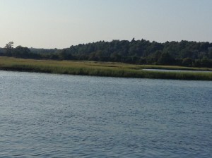 Swamps of St Ann's Marina‏